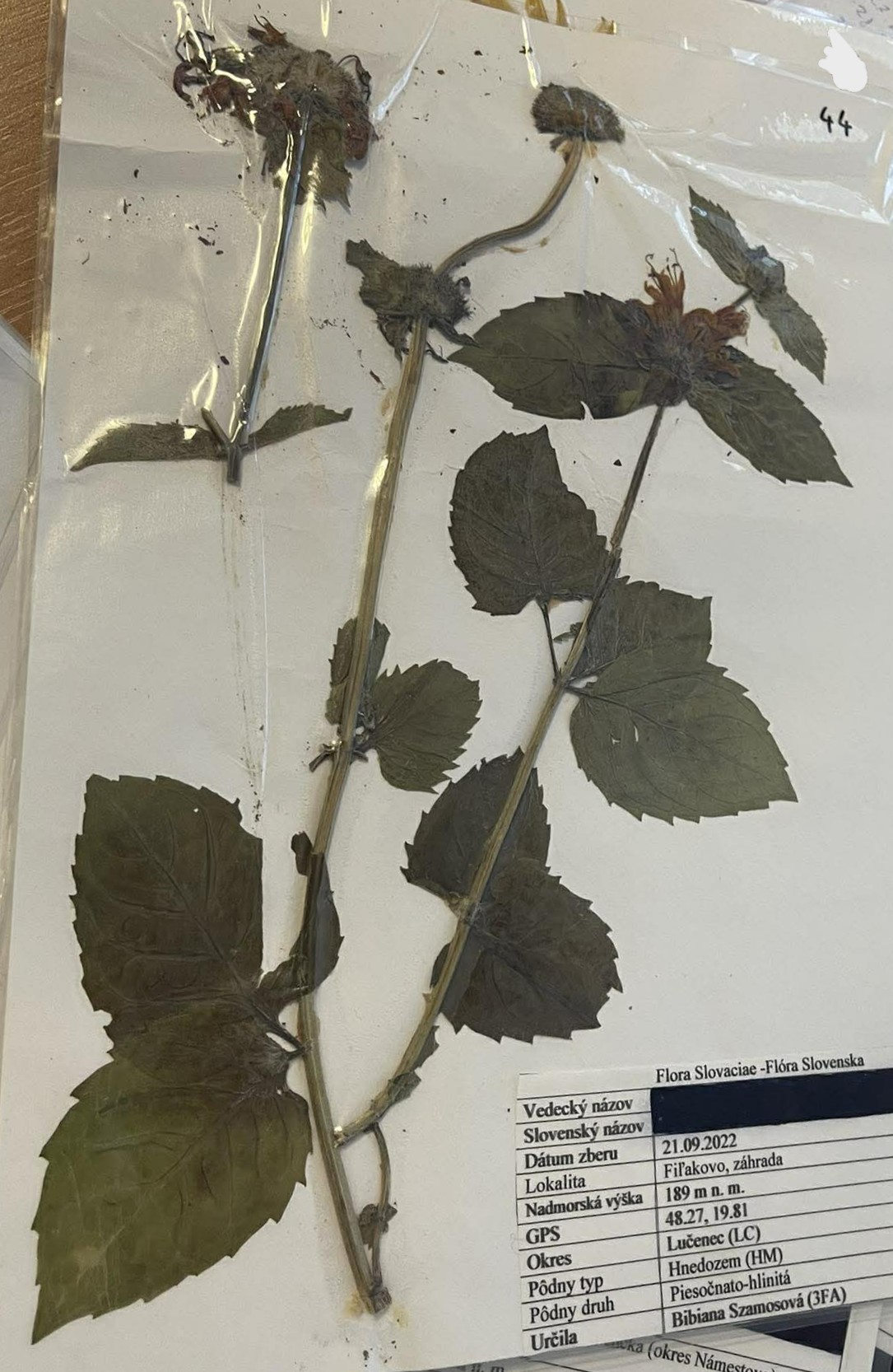 Rastlina Monarda didyma